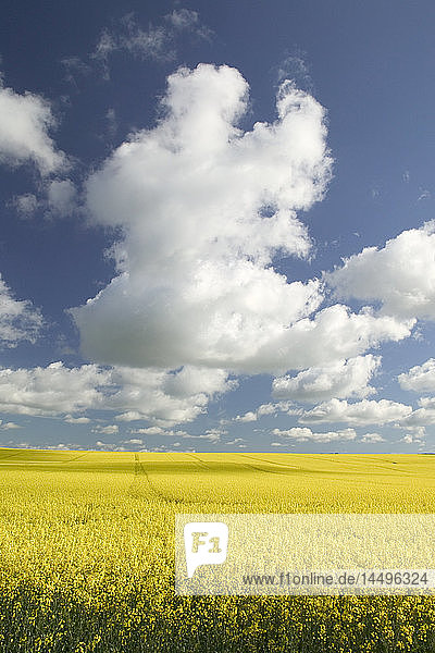 Weiße Wolken über gelbem Feld  Schweden.