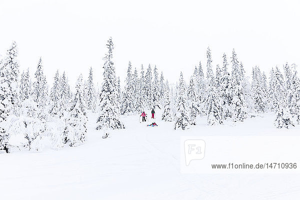 Winter forest