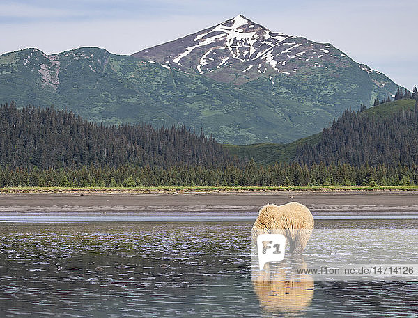 Bear walking at coast