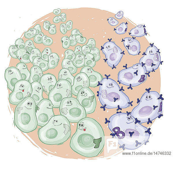 Impfung (Phase 2): Vermehrung der T- und B-Lymphozyten  Produktion von Antikörpern.