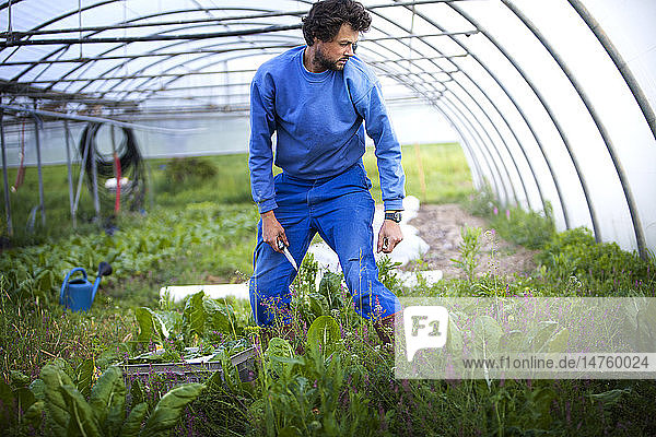 Reportage on organic producers working using a community-shared agriculture model in Haute-Savoie  France. Remi has been an organic fruit and vegetable grower since 2011. In 2013 he was contacted by some consumers to create a community-supported agriculture model. He grows 35 types of vegetables throughout the year and only works with a local distribution network: selling directly to consumers. As well as working with organic agriculture  he is setting up a permaculture system. Permaculture is a set of practices aimed at creating low-energy consumption agriculture  which respects living beings and their relationships  by leaving as much space as possible for “wild nature. Remi picks chard.