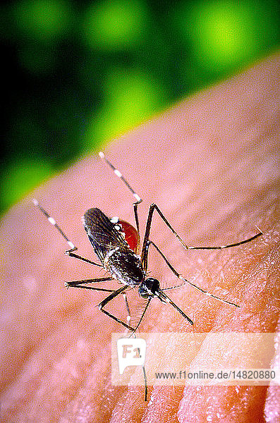 Dieses Bild zeigte eine weibliche Aedes aegypti-Mücke  wie sie eine Blutmahlzeit von einem menschlichen Wirt durch ihren Fascikel erhielt  der  nachdem er in die Haut des Wirts eingedrungen war  sich gerötet hatte und die Färbung des Blutes durch diese röhrenförmige Struktur reflektierte. In diesem Fall war das  was normalerweise ein ahnungsloser Wirt wäre  in Wirklichkeit die Hand des biomedizinischen Fotografen der CDC  die er der hungrigen Mücke reichte  damit sie sich niederließ und beim Fressen fotografiert werden konnte. Während sich das Abdomen mit Blut füllte  dehnte sich die äußere Oberfläche des Exoskeletts aus  wodurch es durchsichtig wurde  so dass das gesammelte Blut als sich vergrößernde rote Masse im Abdomen sichtbar wurde.