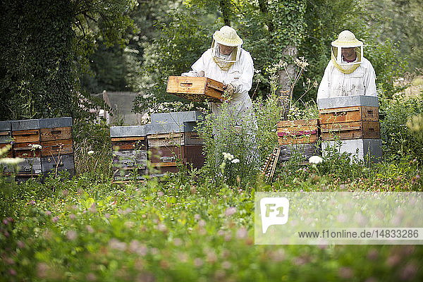 Reportage on a beekeeper in Haute-Savoie  France  who produces organic mountain honey. Arnaud has 250 bee hives managed organically. The hives are moved throughout flowering  limiting the risk of coming into contact with pesticides. The beekeeper harvests