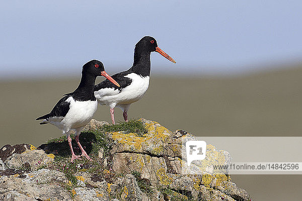 EURASIAN OYSTERCATCHER
