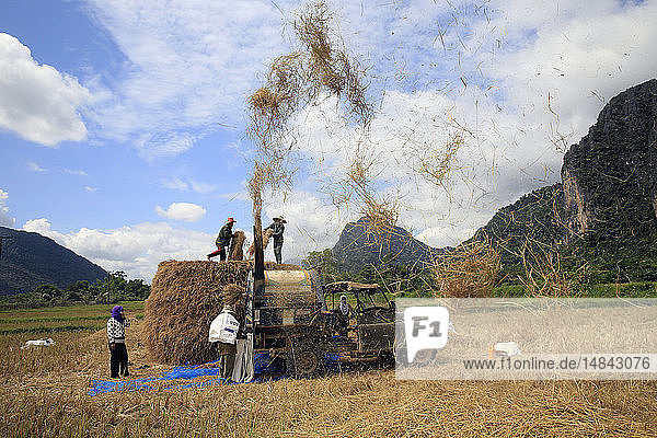 Landwirtschaft. Reisfeld. Laotische Bauern bei der Reisernte in ländlicher Umgebung.