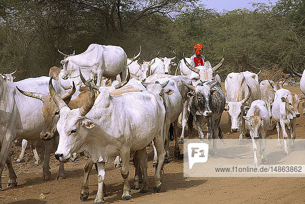 AN AFRICAN SCENE
