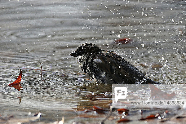 HOUSE SPARROW