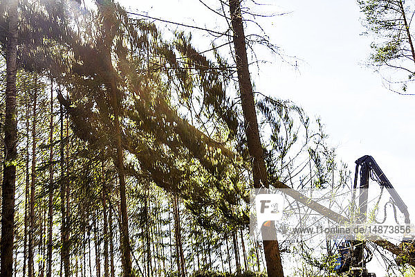 Forestry harvester in forest