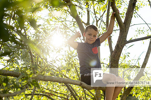 Junge spielt auf Baum