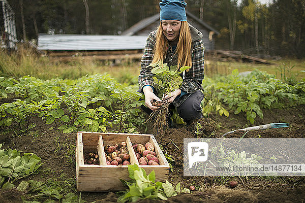 Frau gräbt Kartoffeln aus