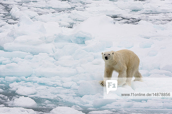 Polar bear (Ursus maritimus)  Polar Ice Cap  81north of Spitsbergen  Norway