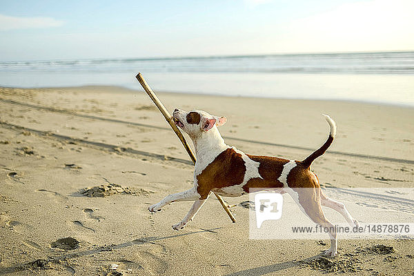 Hund spielt mit Stock am Strand