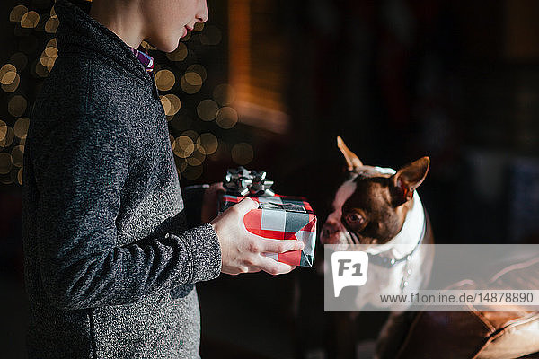 Boy giving Boston Terrier pet dog Christmas gift