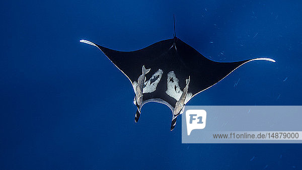 Underwater view of Giant Manta Ray near the pinnacle of roca partida Socorro Baja California Mexico