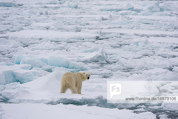 Polar bear (Ursus maritimus)  Polar Ice Cap  81north of Spitsbergen  Norway