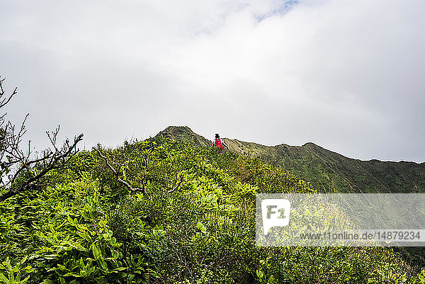 Wandern im Regenwald  Moanalua Valley Trail  Oahu  Hawaii