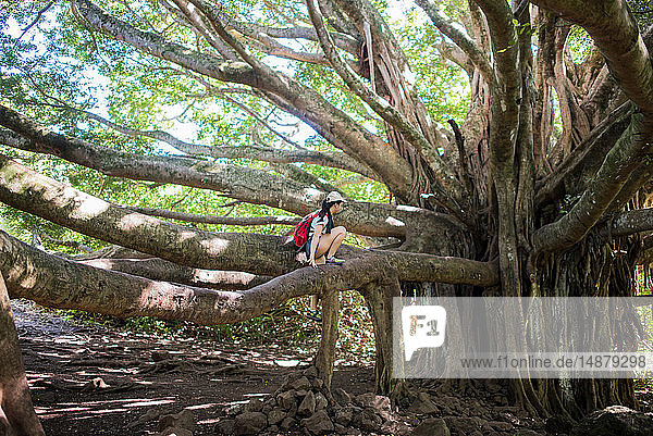 Frau erkundet gigantischen Baum  Waipipi Trail  Maui  Hawaii