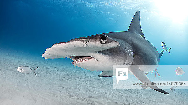 Great hammerhead shark  Alice Town  Bimini  Bahamas