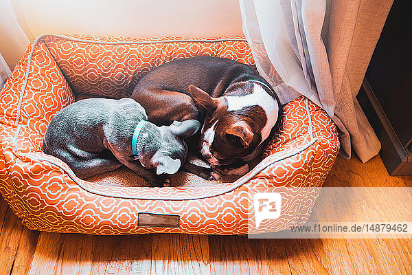 Französischer Bulldoggenwelpe und Boston-Terrier-Hund schlafen zusammen im Hundebett