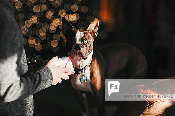 Junge schenkt Boston-Terrier-Hund zu Weihnachten