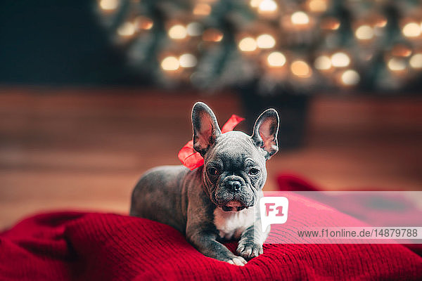 Young French Bulldog on cushion wearing red bow for Christmas