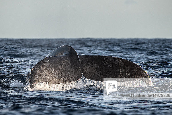 Humpback whale flukes before deep dive