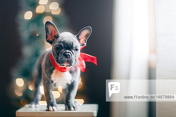 Young French Bulldog wearing red bow for Christmas
