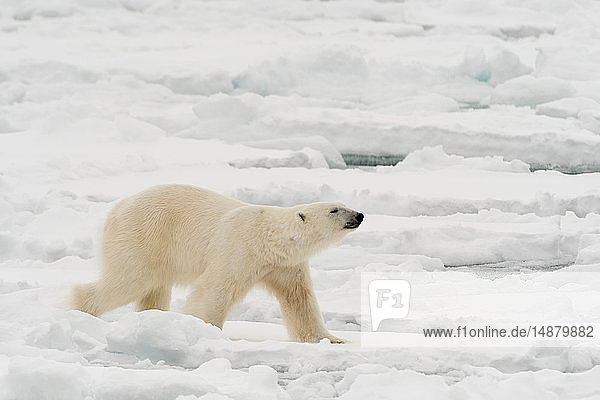 Eisbär (Ursus maritimus)  Polareiskappe  81nördlich von Spitzbergen  Norwegen