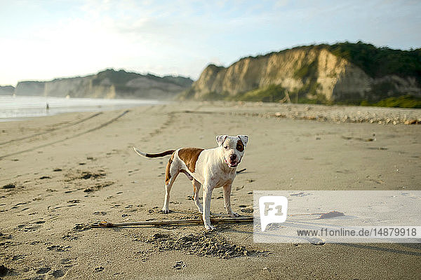 Porträt eines Hundes am Strand