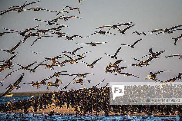 Flocks of brown pelicans feeding on fisherman's scraps