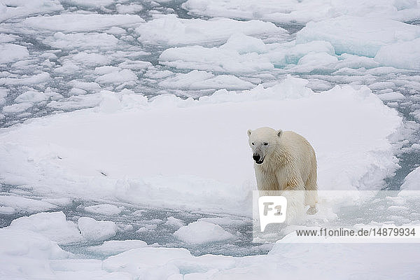 Eisbär (Ursus maritimus),  Polareiskappe,  81nördlich von Spitzbergen,  Norwegen