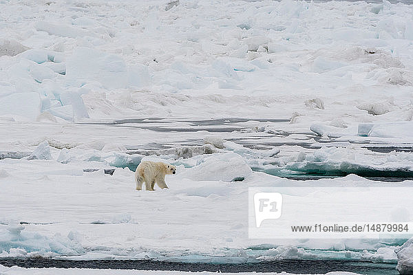 Eisbär (Ursus maritimus) auf dem Packeis  Murchinson Bay  Murchisonfjorden  Nordaustlandet  Svalbard  Norwegen