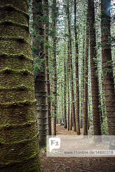 Gerade hohe Bäume auf dem Kuilau Ridge Trail Kauai Hawaii
