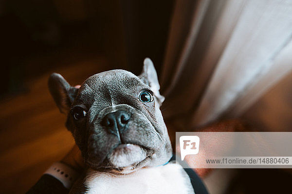 Französischer Bulldoggenwelpe  der aus dem Schoß des Besitzers aufblickt  Portrait aus persönlicher Perspektive
