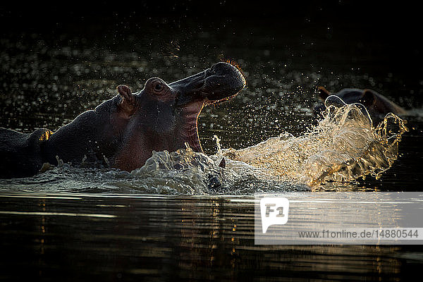 Flusspferd (Hippopotamus amphibius) kämpft in Wasserloch  Mana Pools National Park  Simbabwe