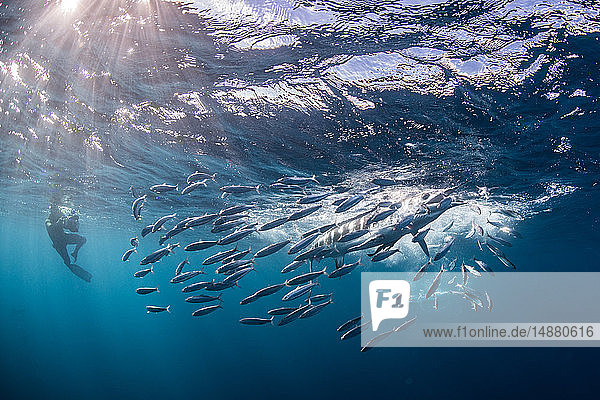 Striped marlin hunting mackerel and sardines  photographed by diver