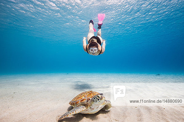 Frau schwimmt auf grüne Meeresschildkröte zu  Curacao