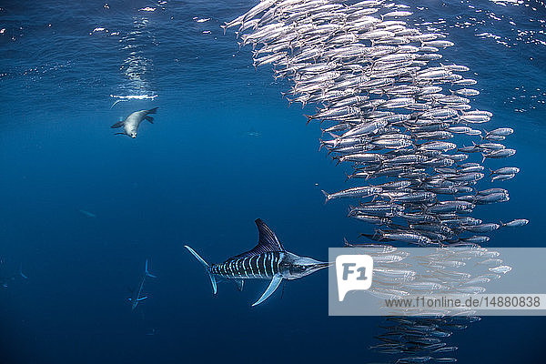 Striped marlin hunting mackerel and sardines  joined by sea lion