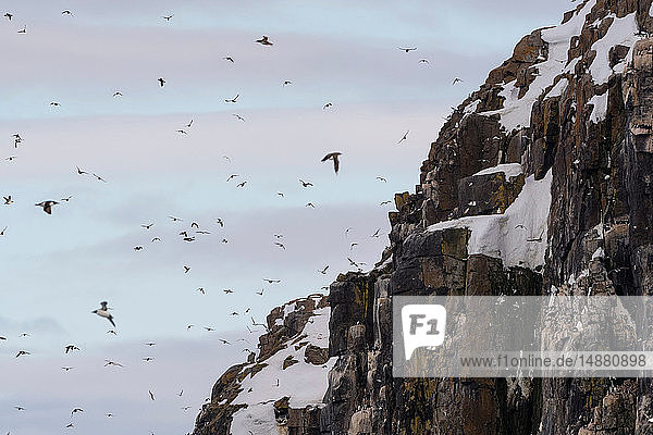 Bruennichs Trottellummen (uria lomvia) fliegen von und zur Klippe  Alkefjellet  Spitzbergen  Svalbard  Norwegen