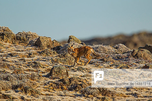 Äthiopischer Wolf (anis simensis) im Rückblick vom felsigen Hang  Sanetti Plateau  Bale Mountains  Äthiopien