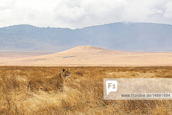 Landschaft mit Löwin (panthera leo)  Ngorongoro-Krater  Ngorongoro-Schutzgebiet  Tansania