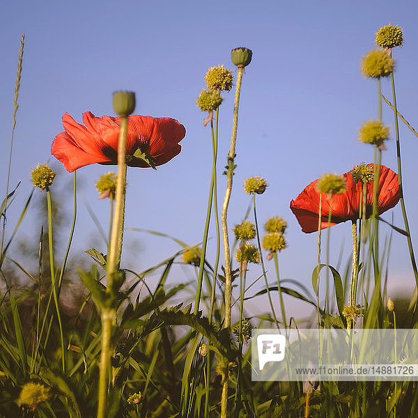 Feld mit rotem Mohn vor blauem Himmel, Nahaufnahme