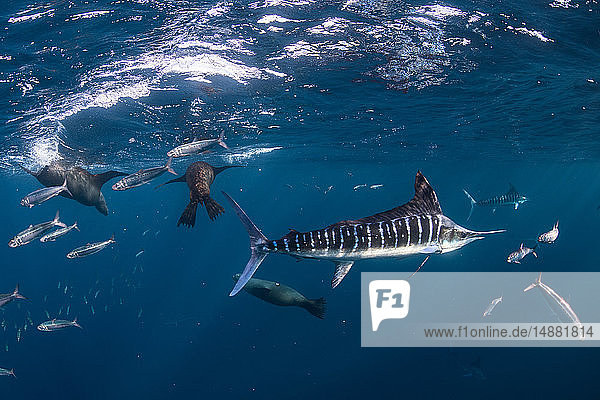 Striped marlin hunting mackerel and sardines  joined by sea lions