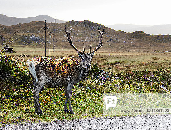 Ein Hochlandhirsch  der ihm am Straßenrand über die Schulter schaut  Porträt  Achnasheen  Schottische Highlands  Schottland