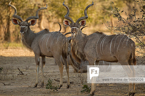 Kudu Tragelaphus strepsiceros) im Rückblick Porträt Mana Pools National Park Simbabwe