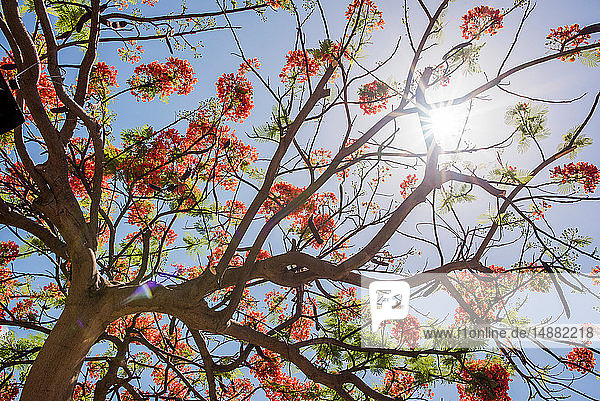 Rot blühender Baum  Honolulu  Oahu  Hawaii