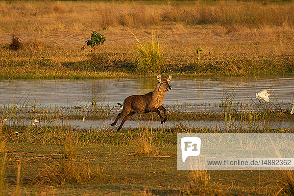 Wasserbock (Kobus ellipsiprymnus) am Sambesi-Fluss  Mana Pools National Park  Simbabwe