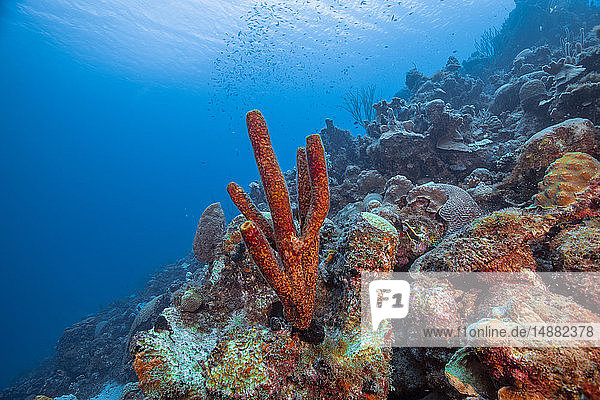 Meereslandschaft mit einer Vielfalt von Weichkorallen  Curacao