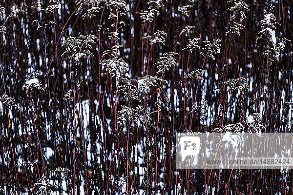 Goldrutenpflanzen im Winter  Detail