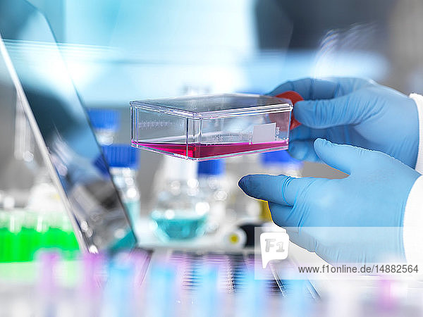 Zellbiologe mit einem Fläschchen mit Stammzellen  die in rotem Wachstumsmedium in einem Labor kultiviert wurden